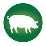 Schwein | Vitakorn