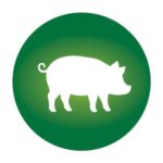 Schwein | Vitakorn