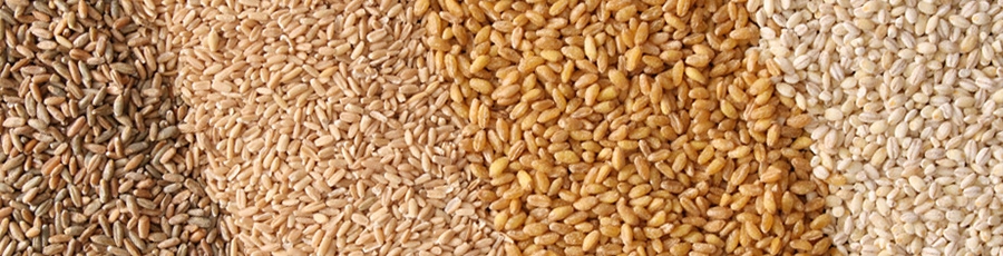 Bio-Getreide Aufkauf