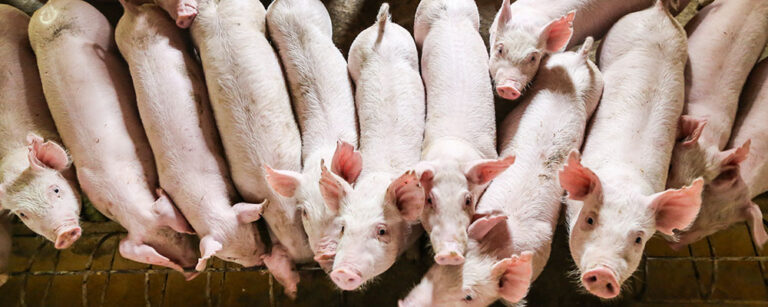 Schweinefutter | Vitakorn