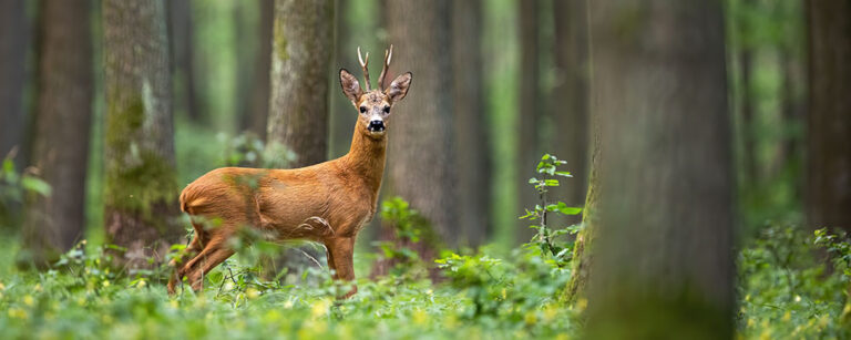 Wildfutter | Vitakorn